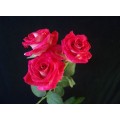 Spray Roses - Mei Candy